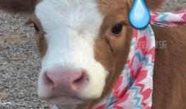 抖音娱乐吃瓜,揭秘娱乐圈幕后故事